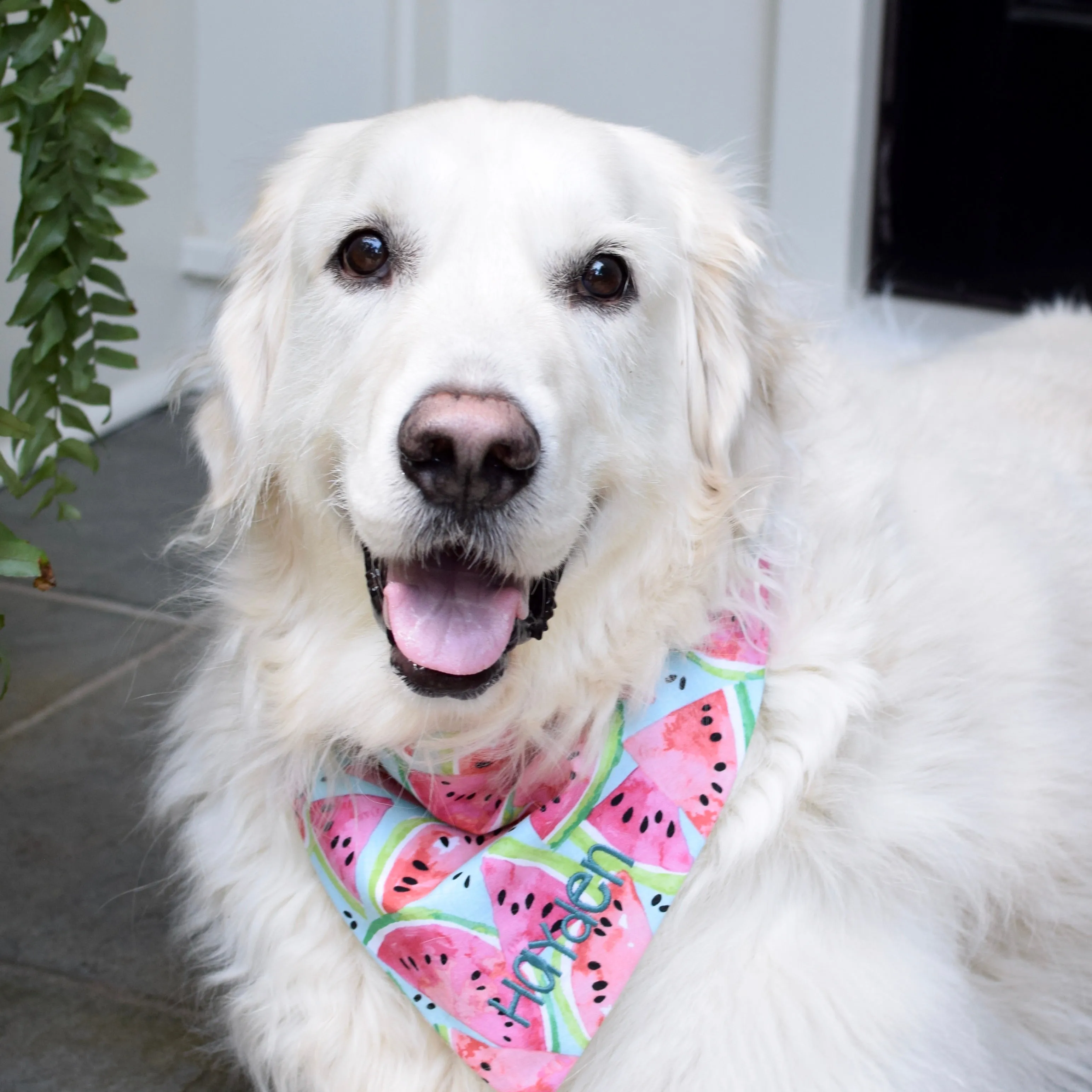 Pineapples, Pink Lemons, Limes and Watermelon Personalized Dog Bandanas